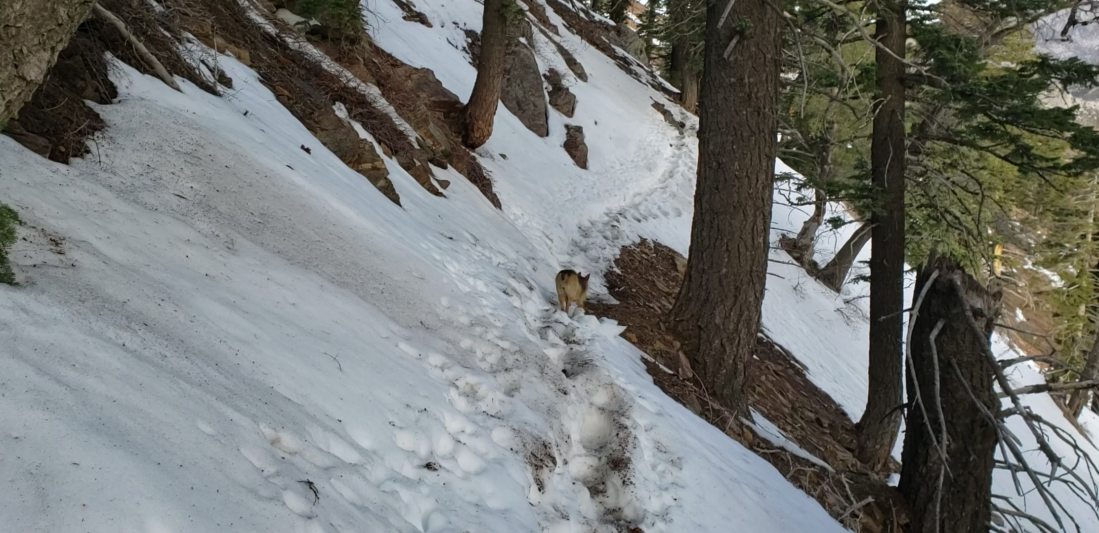 Snow and trail update 23rd March 2022 – San Jacinto Trail Report
