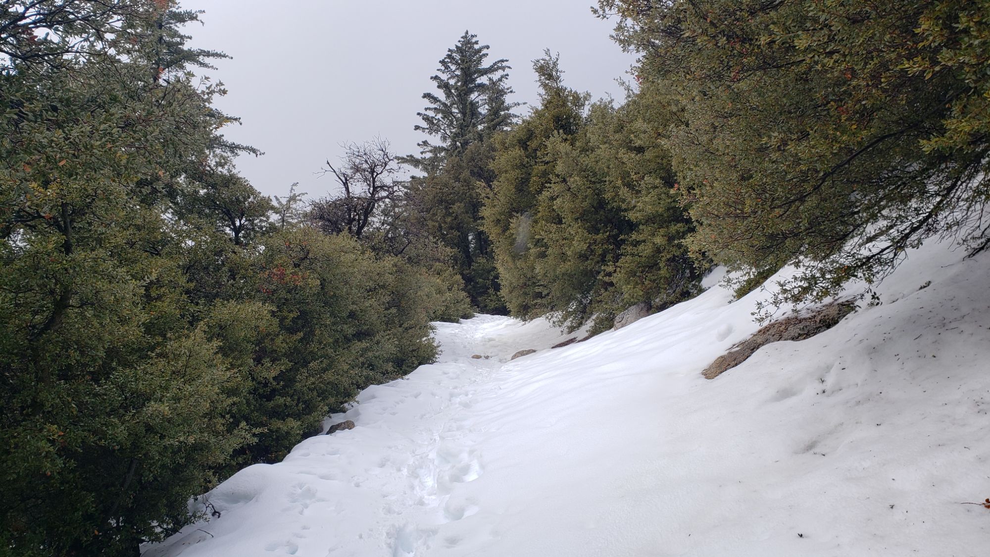 Minor storm update 23rd February 2024 – San Jacinto Trail Report
